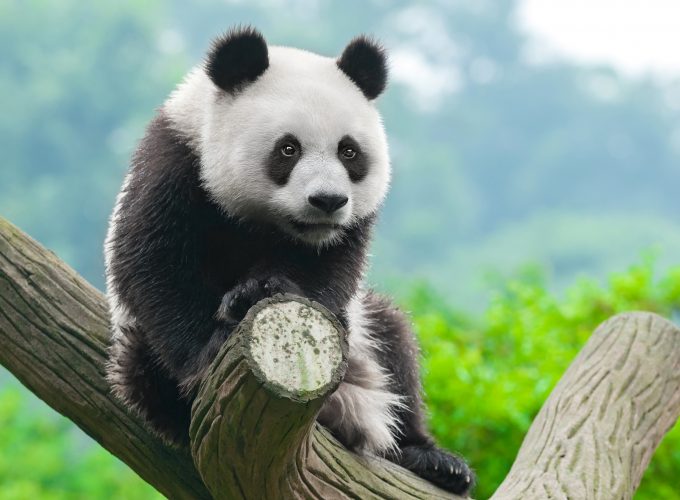 Wallpaper panda, cute animals, 4k, Animals 6493219708